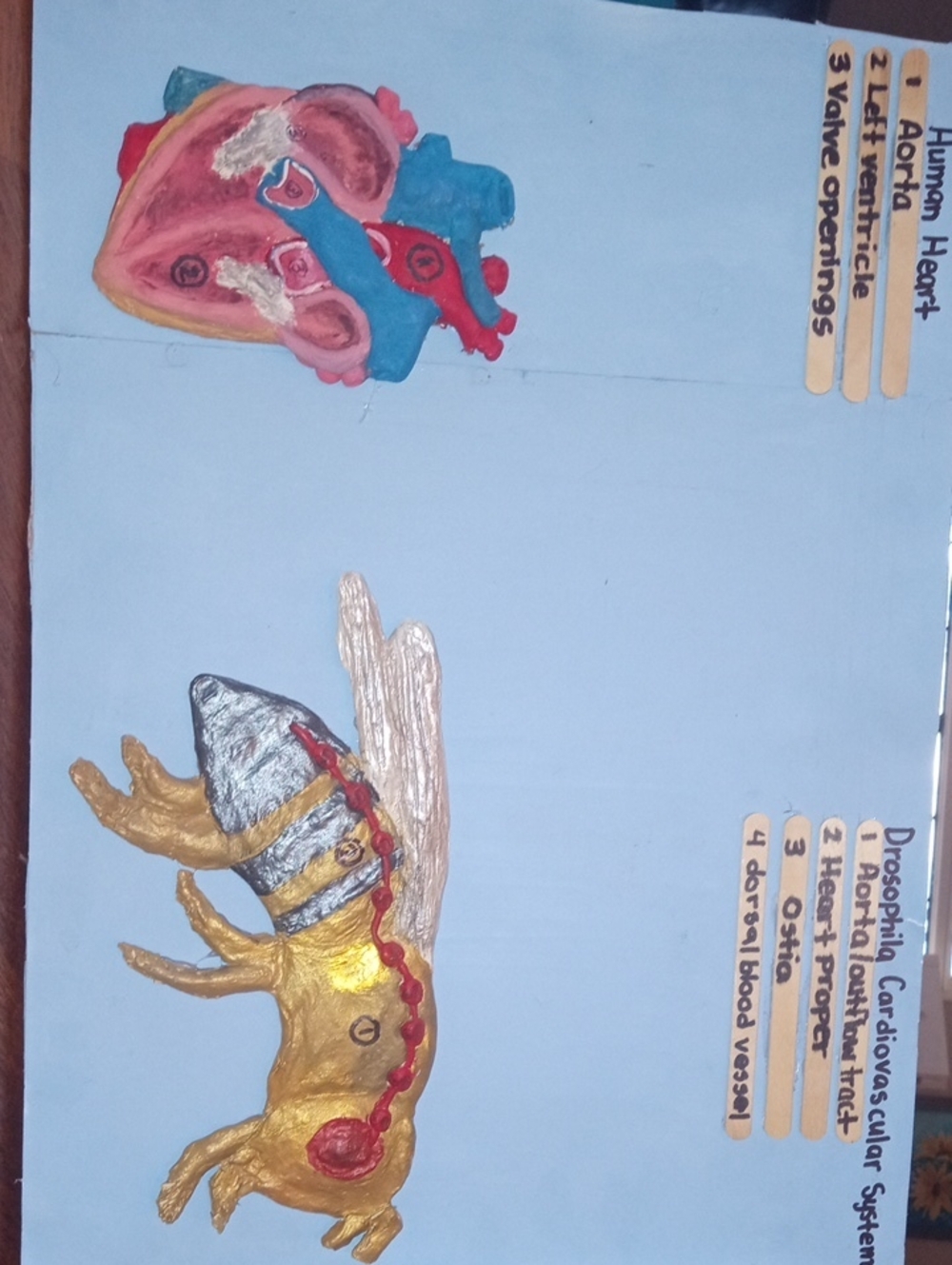 Handmade Anatomical Heart & Fruit fly 3D Diagram